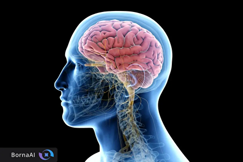 مرکز جدید پاک‌سازی در مغز انسان کشف شد