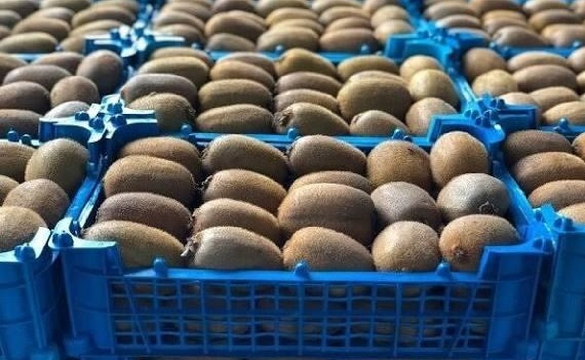 صادرات ۶۸ هزار تن مرکبات و کیوی از مازندران