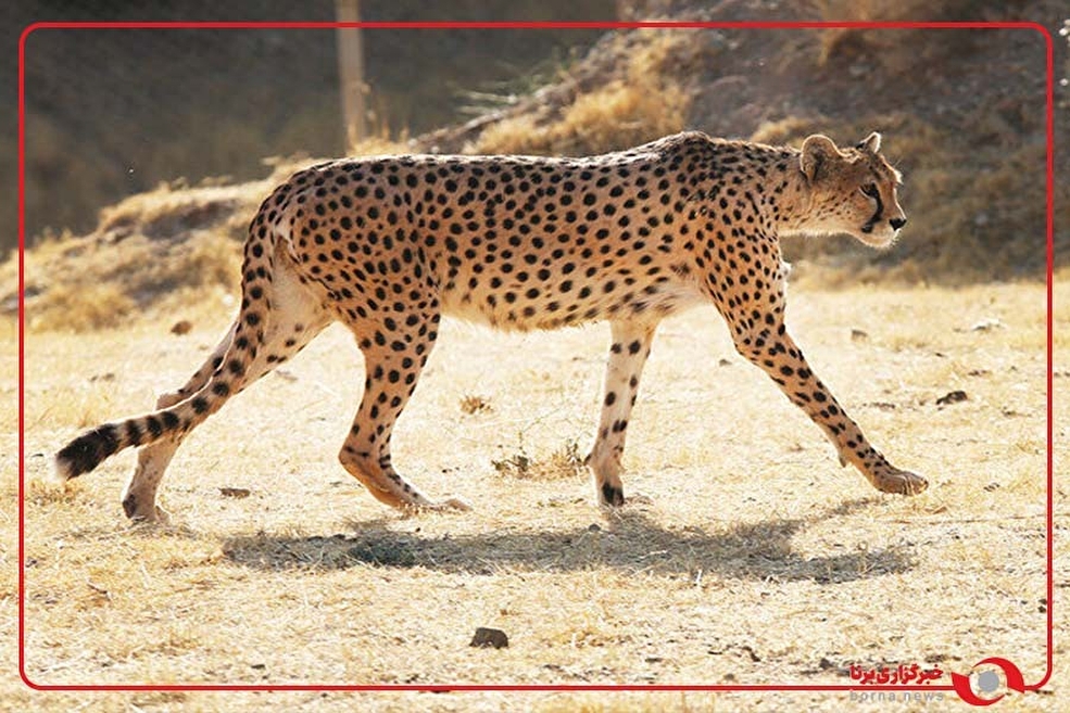 مشاهده یک قلاده پلنگ در اسفراین خراسان شمالی