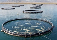 دریای خزر؛ طلای جدید اقتصاد دریامحور در گلستان