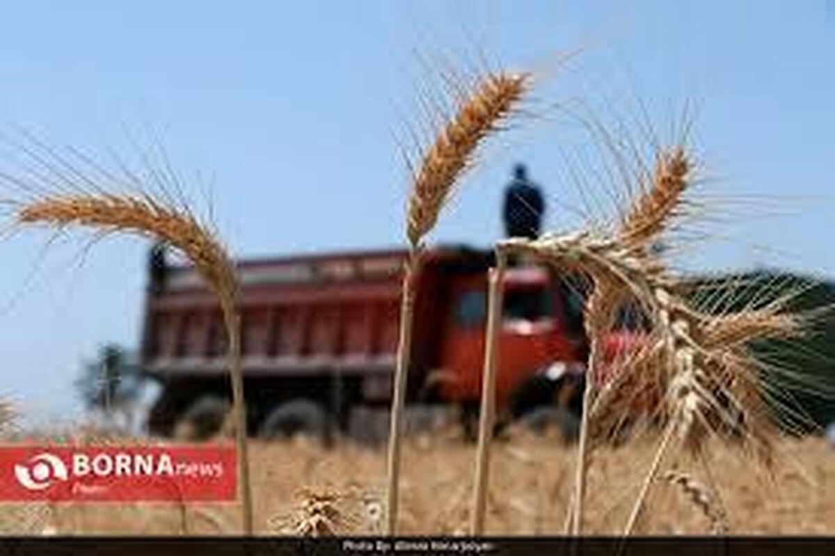 آغاز خرید تضمینی گندم از اردیبهشت در لرستان