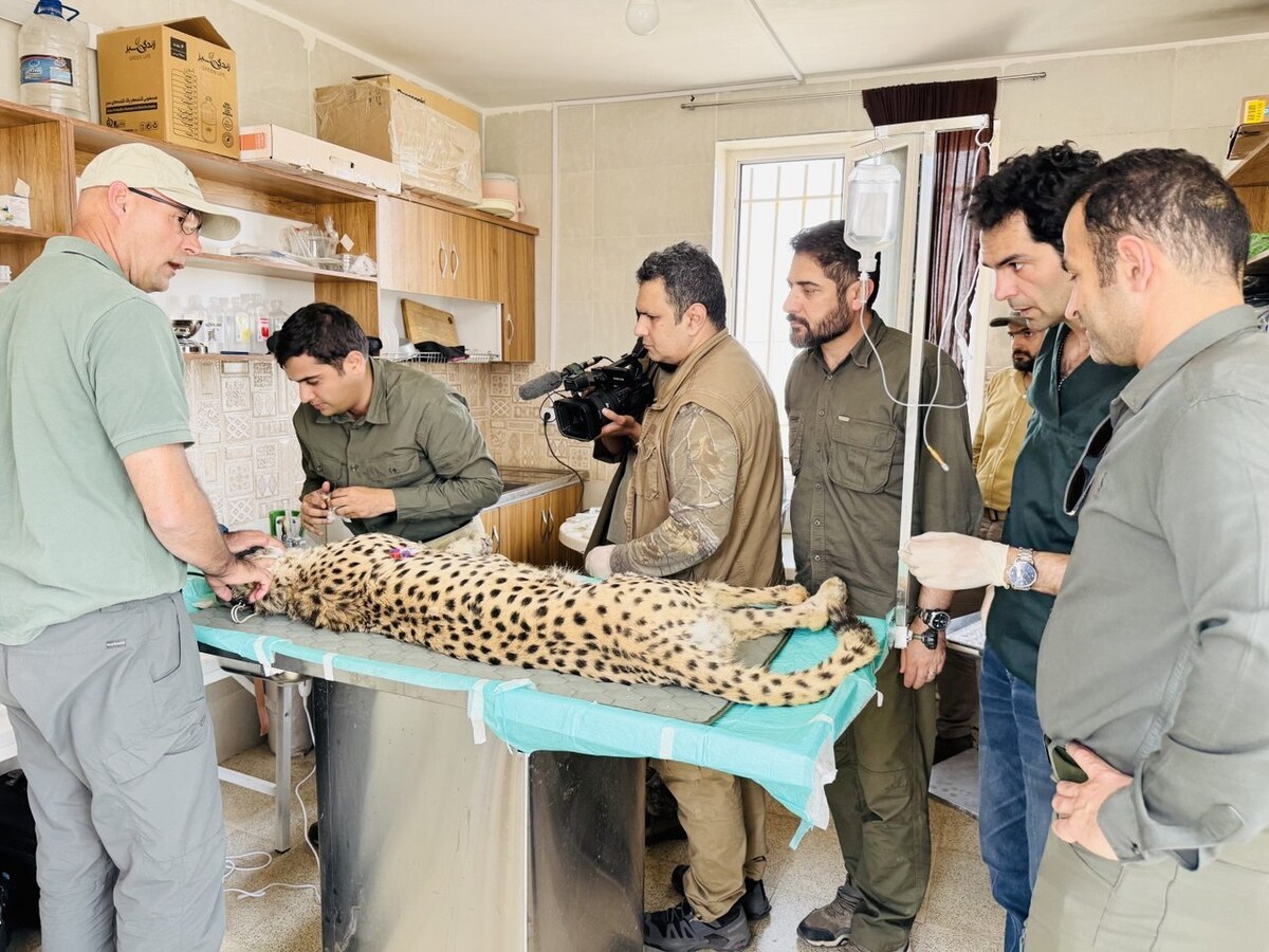 وضعیت جسمی فیروز یوزپلنگ آسیایی  مطلوب است