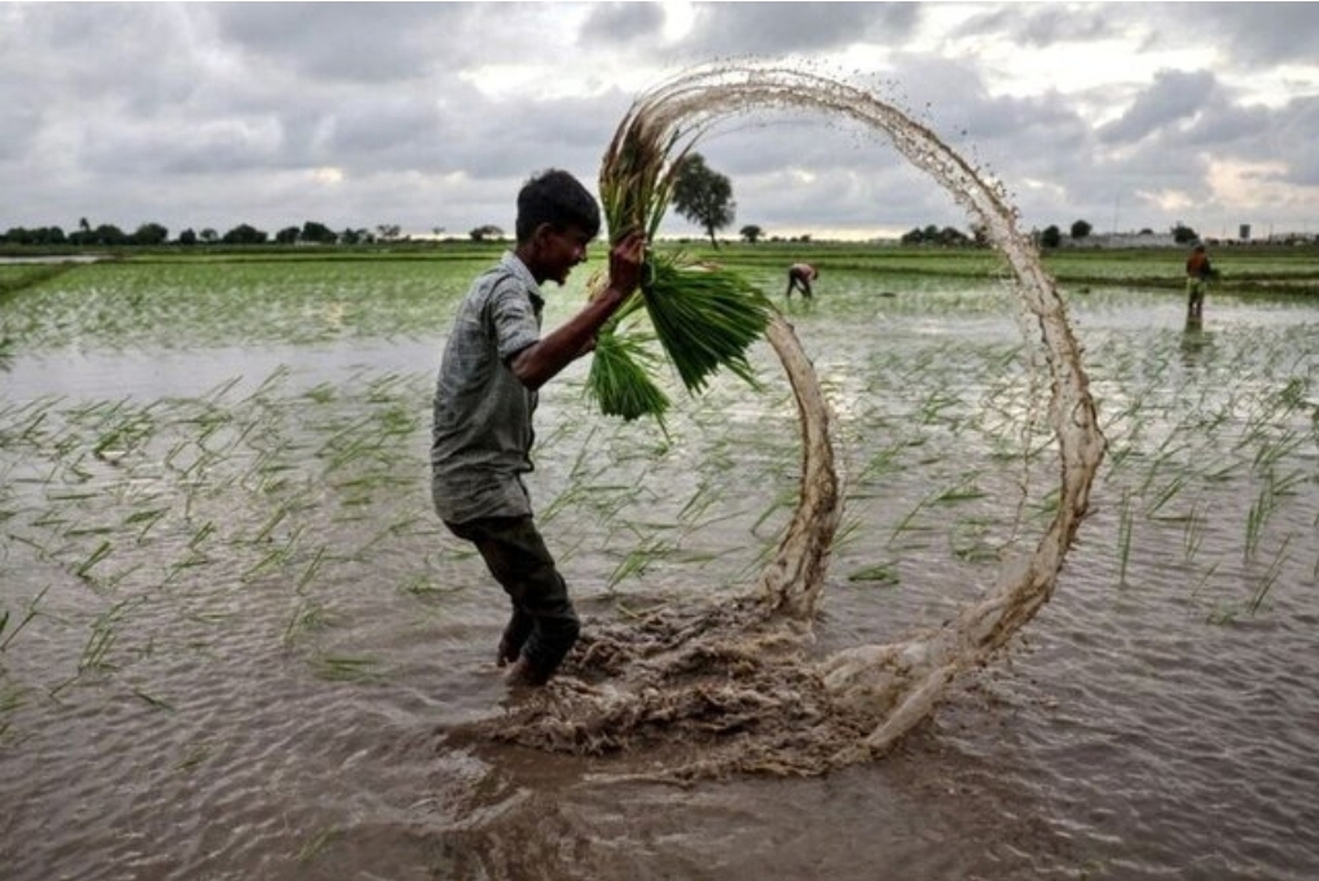 قیمت جهانی برنج به کف خود رسید