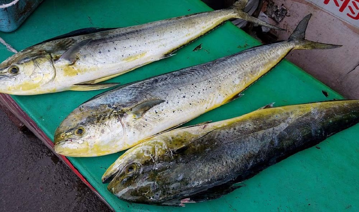 ماهی گالیت، ذخیره ارزشمند آب‌های جنوب کشور