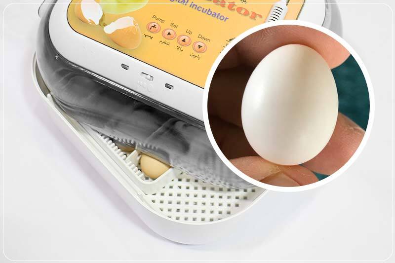 چگونه می توان عروس هلندی را تکثیر کرد ؟ چگونه می توان عروس هلندی را تکثیر کرد ؟