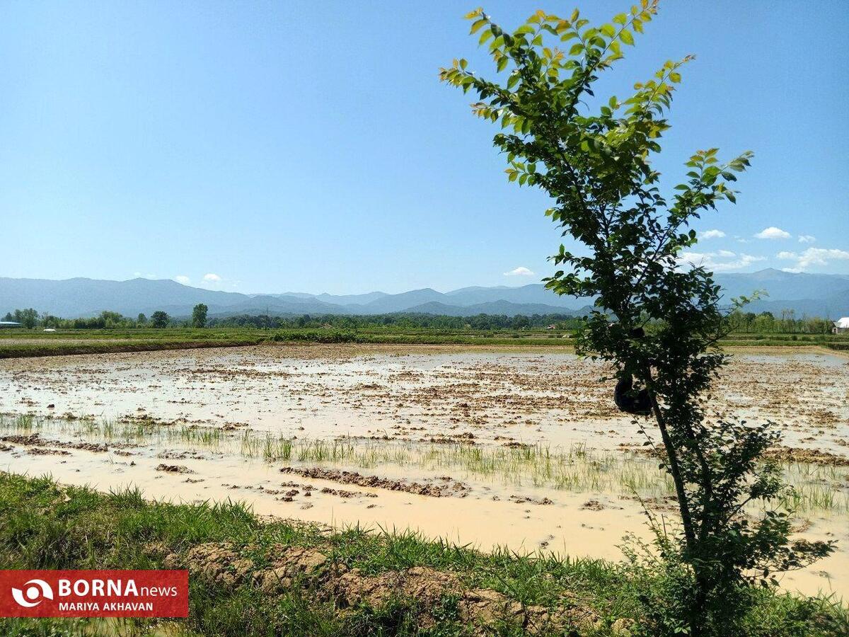 نشاء برنج در شالیزار‌های گیلان