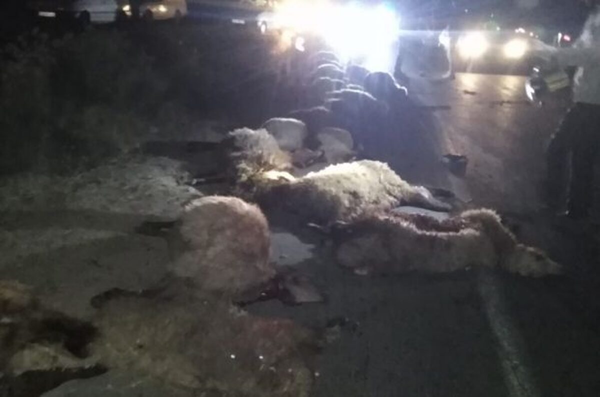 برخورد شدید اتوبوس مسافربری با گله گوسفندان در محور اسفراین – بجنورد