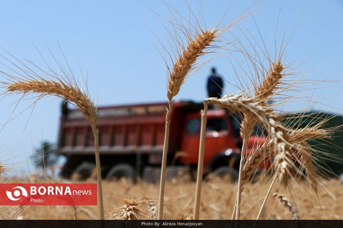 خرید بیش از یک میلیون و ۳۳۵ هزار تُن گندم مازاد بر نیاز از کشاورزان خوزستان / حدودا 5 همت به حساب گندمکاران واریز شد