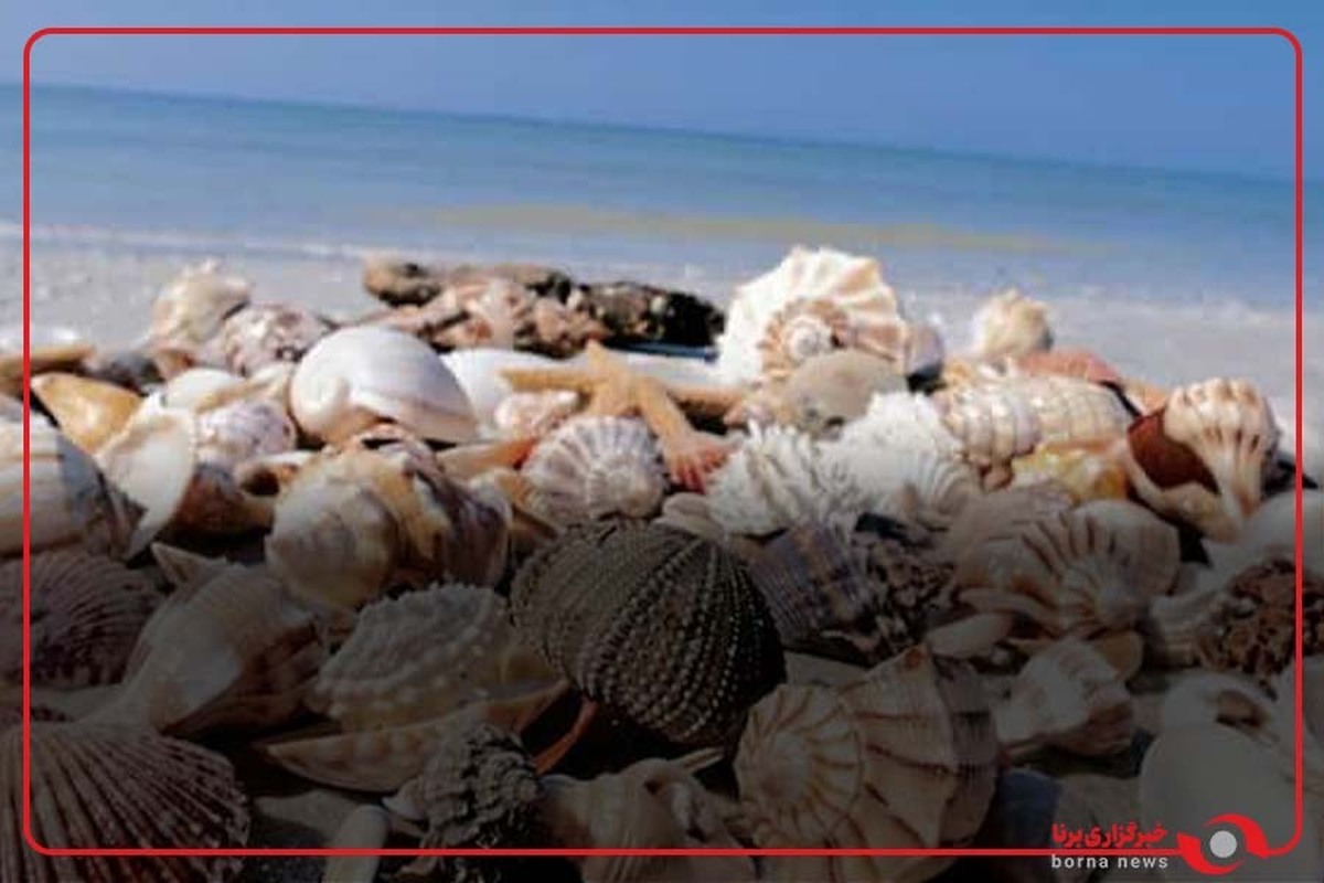 سواحل صدفی غربی هرمزگان یکی از زیباترین و بکرترین سواحل ایران