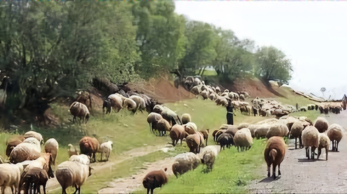 تشکیل ۱۲پرونده برای متخلفان چرای زودهنگام در کهگیلویه و بویراحمد