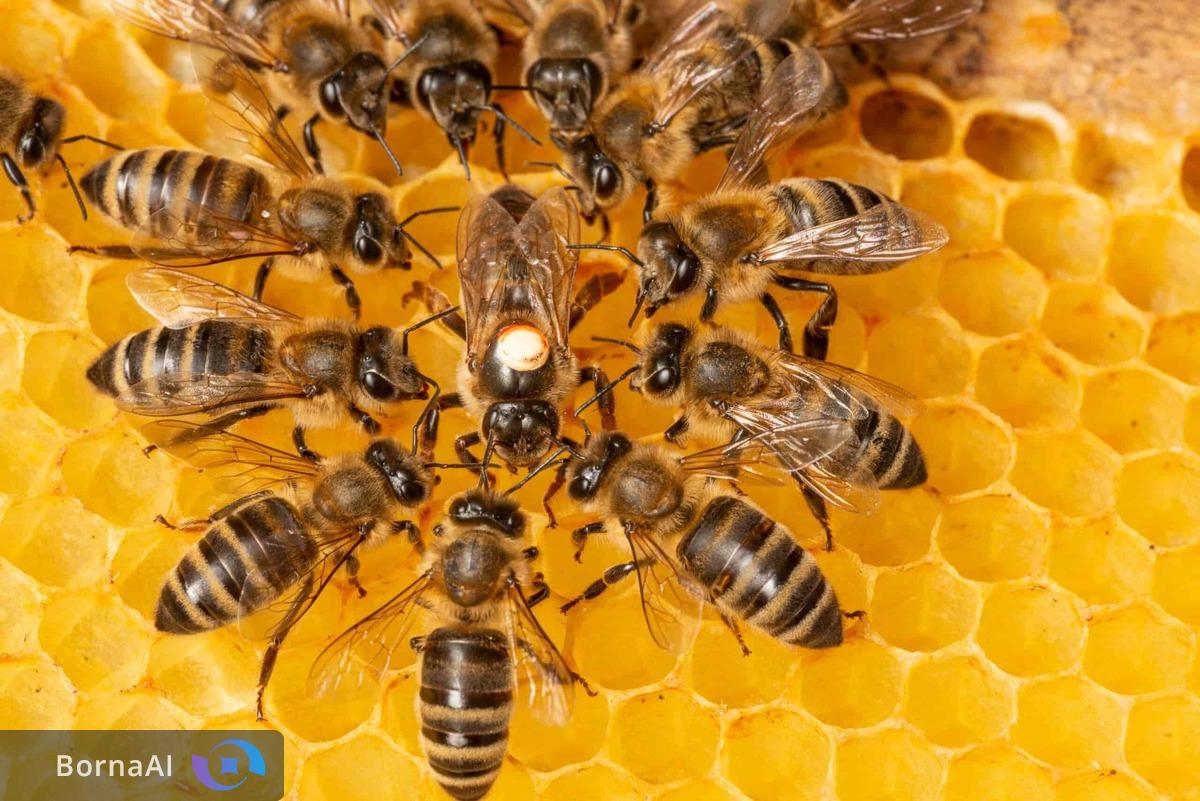 کاهش تلفات زنبورهای عسل در فصل سرد سال با پاستای شیرین بومی