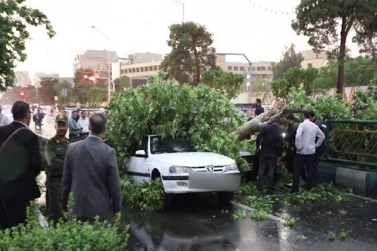 سقوط درخت تنومند بر روی دو خودرو در خیابان آزادی تهران