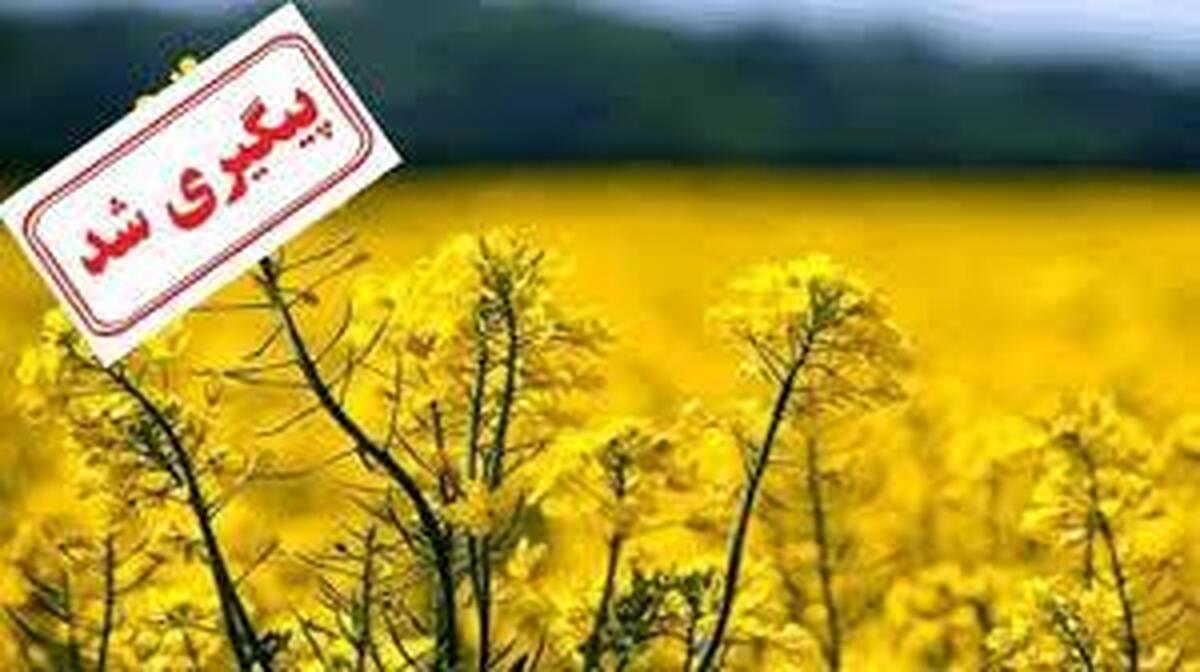 دستور صریح استاندار خوزستان برای حل مشکل کلزاکاران و گندمکاران استان