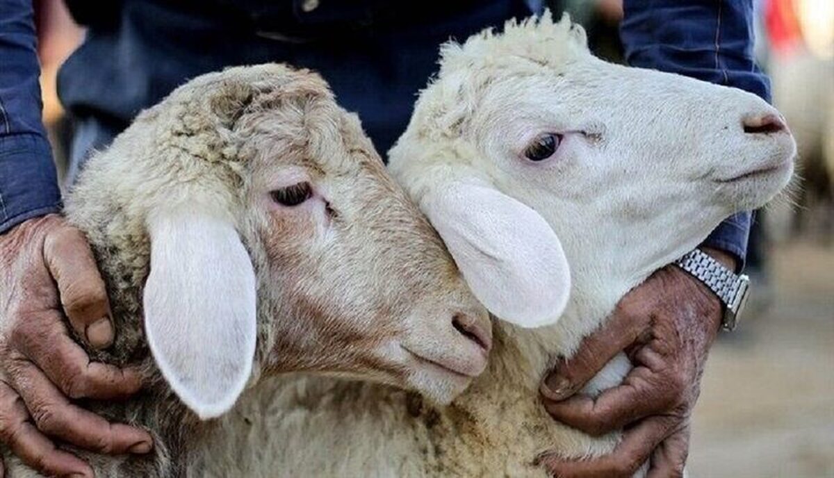 فعالیت ۱۵ جایگاه ویژه فروش دام زنده در تهران ویژه عید قربان