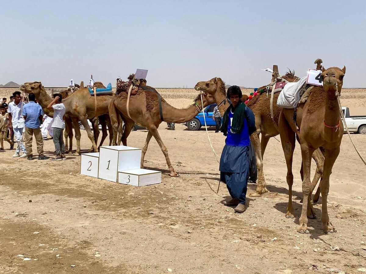 قهرمان رقابت‌های شترسواری کشور در یزد معرفی شد