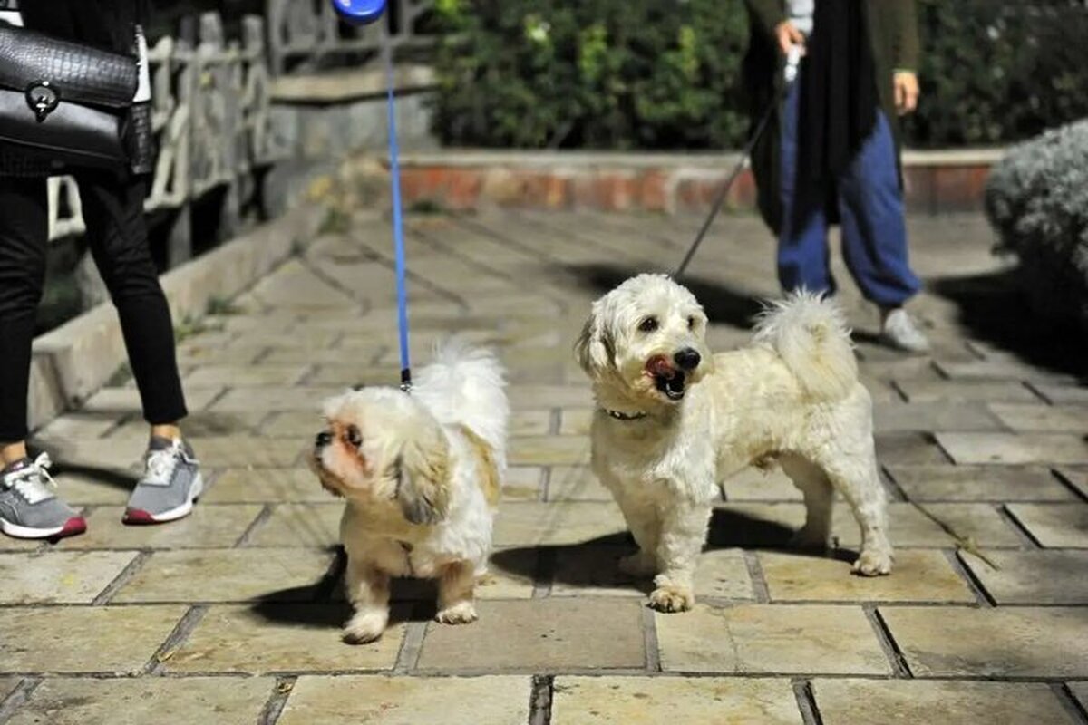 سگ‌گردانی در کردستان ممنوع شد