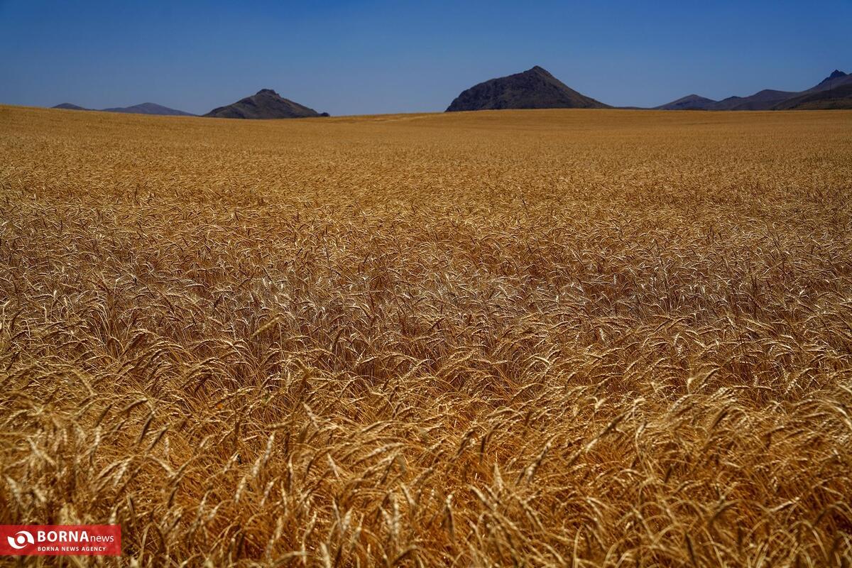 خرید تضمینی ۳ میلیون تُن گندم از کشاورزان کلید خورد