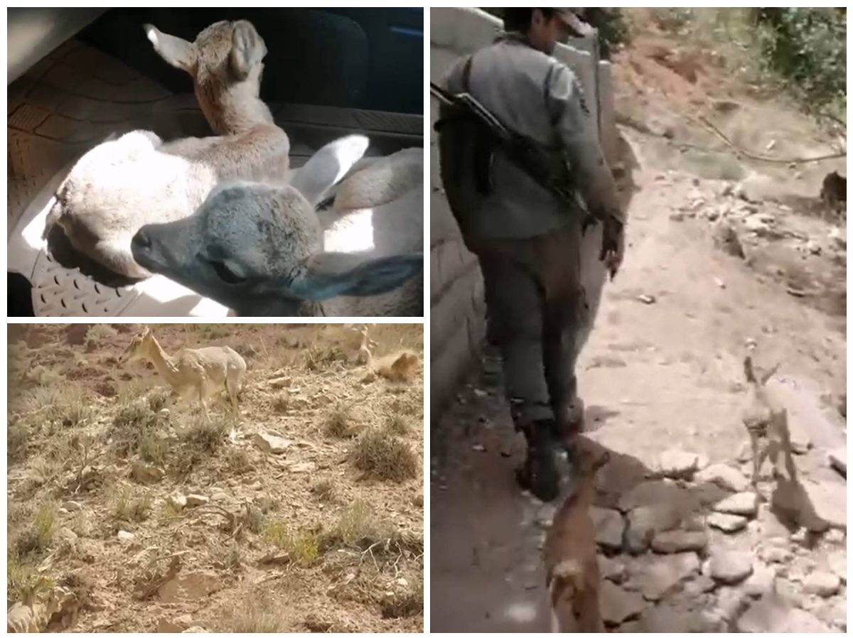 بازگشت بره میش‌های وحشی دماوند به آغوش مادر