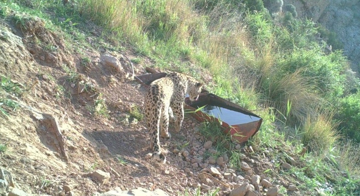 مشاهده و تصویر برداری از یک قلاده پلنگ در پناهگاه حیات وحش کاوه ده