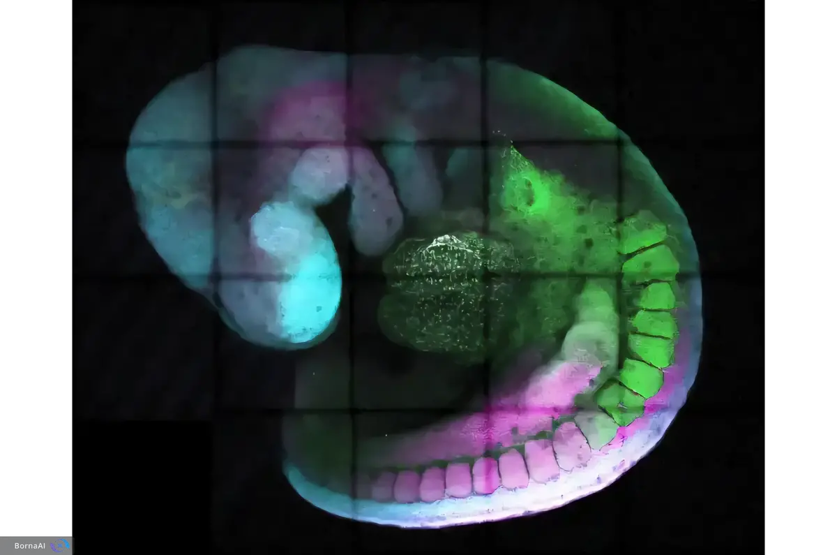 کشف کلید ژنتیکی تنظیم سلول‌ها در جنین