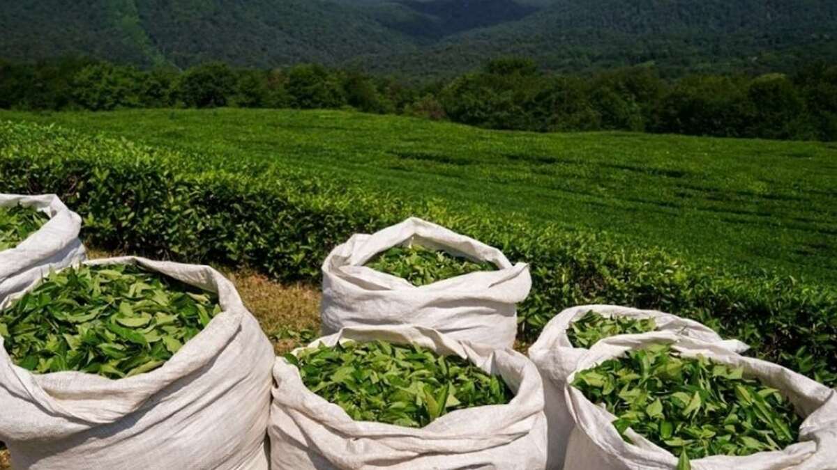 خرید نزدیک به ۷۷ هزار تن برگ سبز چای