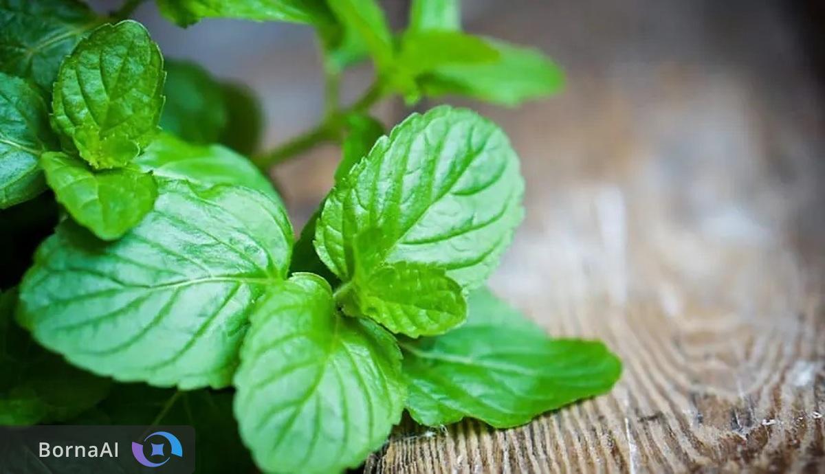 کود زیستی جدید معجزه‌ای برای افزایش کیفیت نعناع!