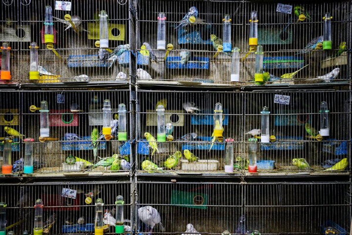 انتقال بازار پرنده فروشی به خارج از مرکز شهر قزوین ضرورت دارد