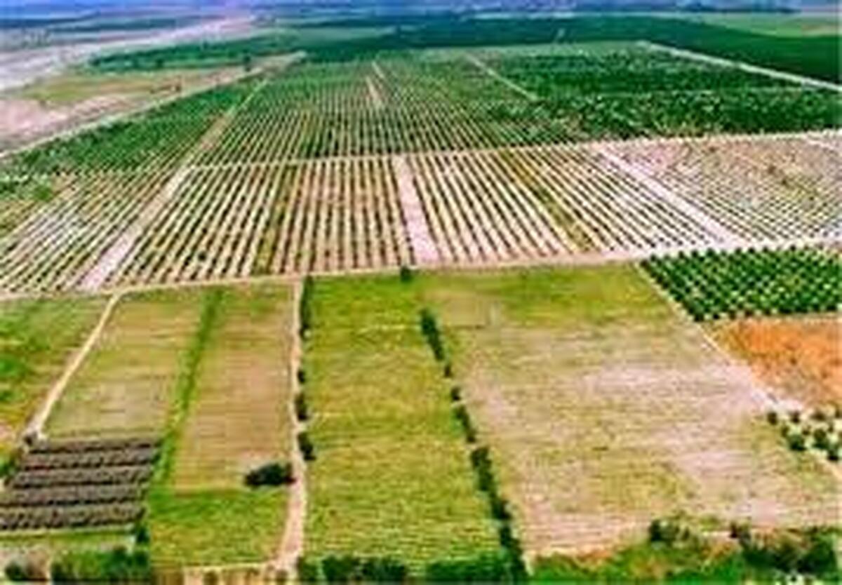 موافقت با صدور سند تک برگ ۶۱ هکتار از اراضی کشاورزی در حمیدیه