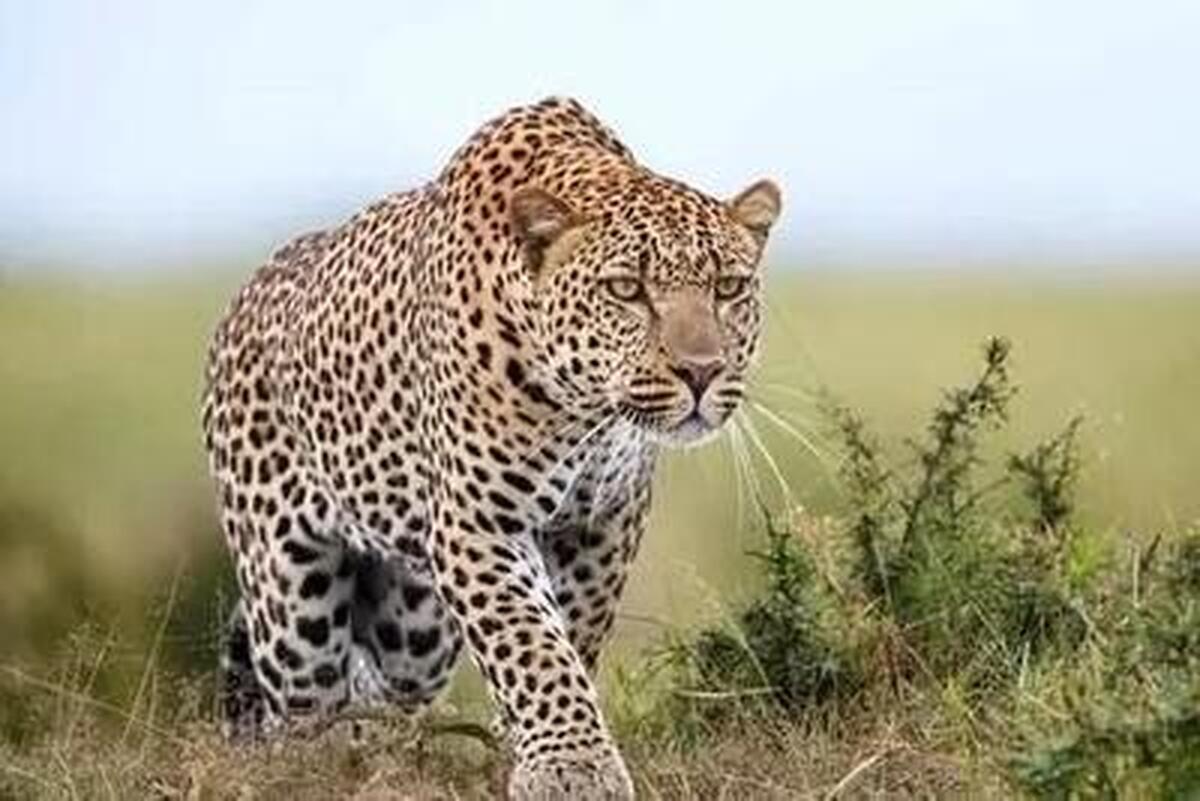 مشاهده پلنگ ایرانی در مناطق شکار ممنوع آرادان + فیلم