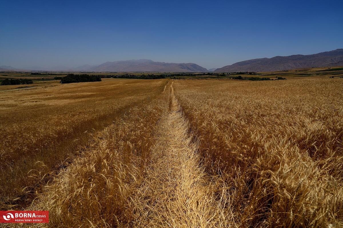 خرید تضمینی گندم از مرز ۵.۶ میلیون تن گذشت