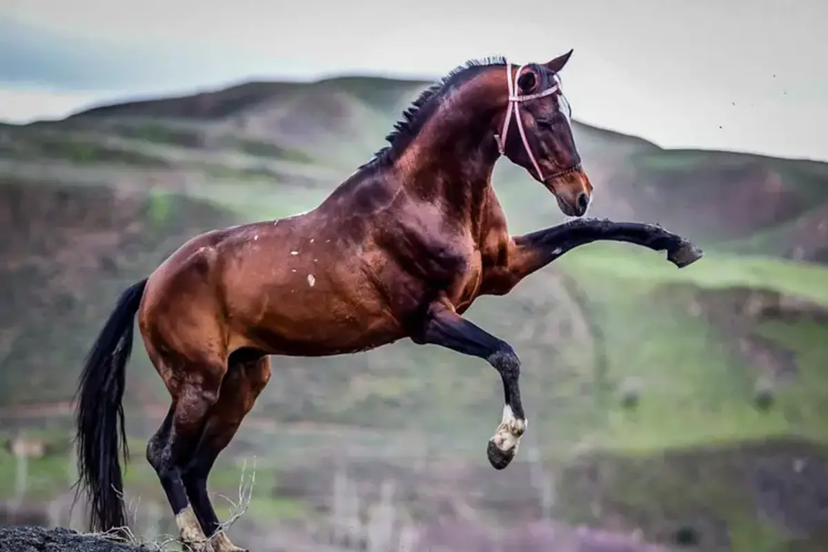 صدور شناسنامه برای اسب‌های اصیل خراسان‌شمالی با استناد به نتایج ژنومیک