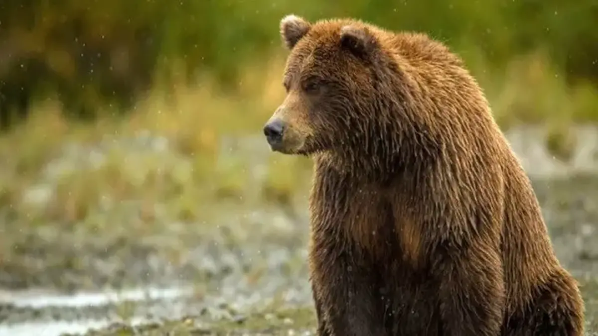 حمله یک قلاده خرس به دامدار چتنی شومیزار