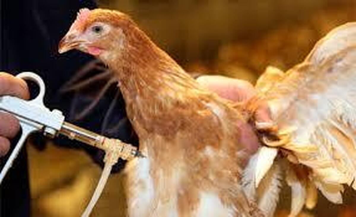 آغاز طرح پایش بیماری نیوکاسل در طیور بومی لرستان