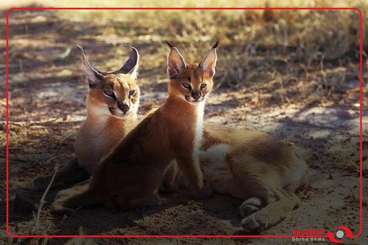 ثبت تصاویری از کاراکال (سیاه گوش) در ارتفاعات کوه هوا