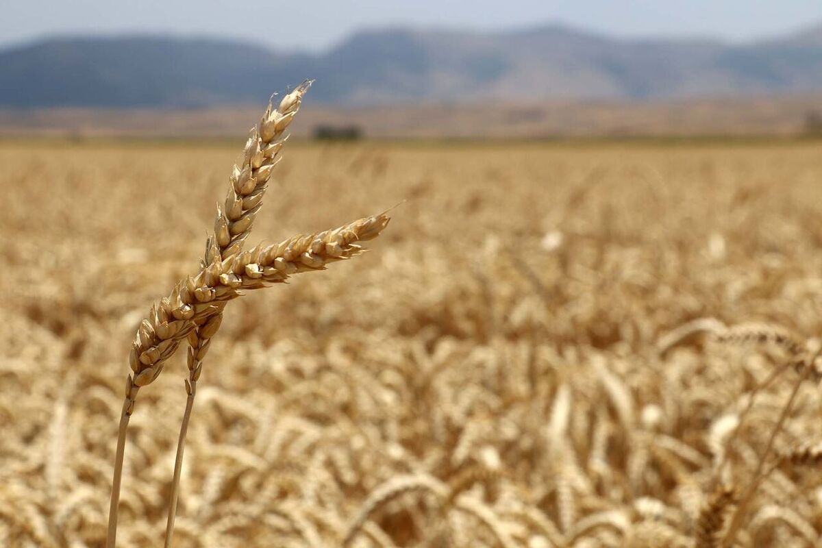 ۱۱۳ هزار تن گندم از کشاورزان استان مرکزی خریداری شد