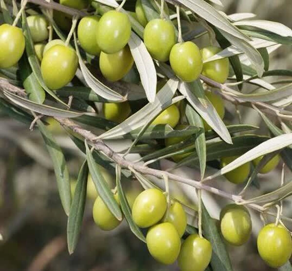 توزیع بیش از ۷۴۹ تن کود برای محصول اصلی و شاخص شهرستان رودبار