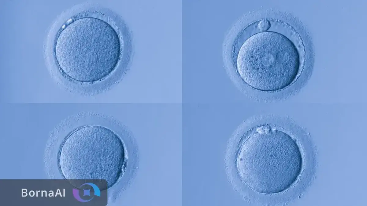 تخمک‌های انسان در برابر پیری ژنتیکی مقاوم‌اند