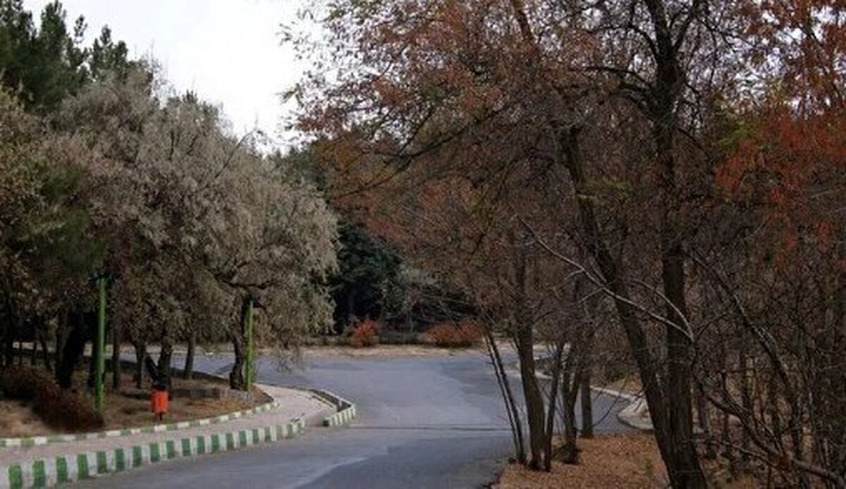 پیگیری بررسی دلایل خشک شدن درختان برخی از خیابان‌های ارومیه در دستورکار