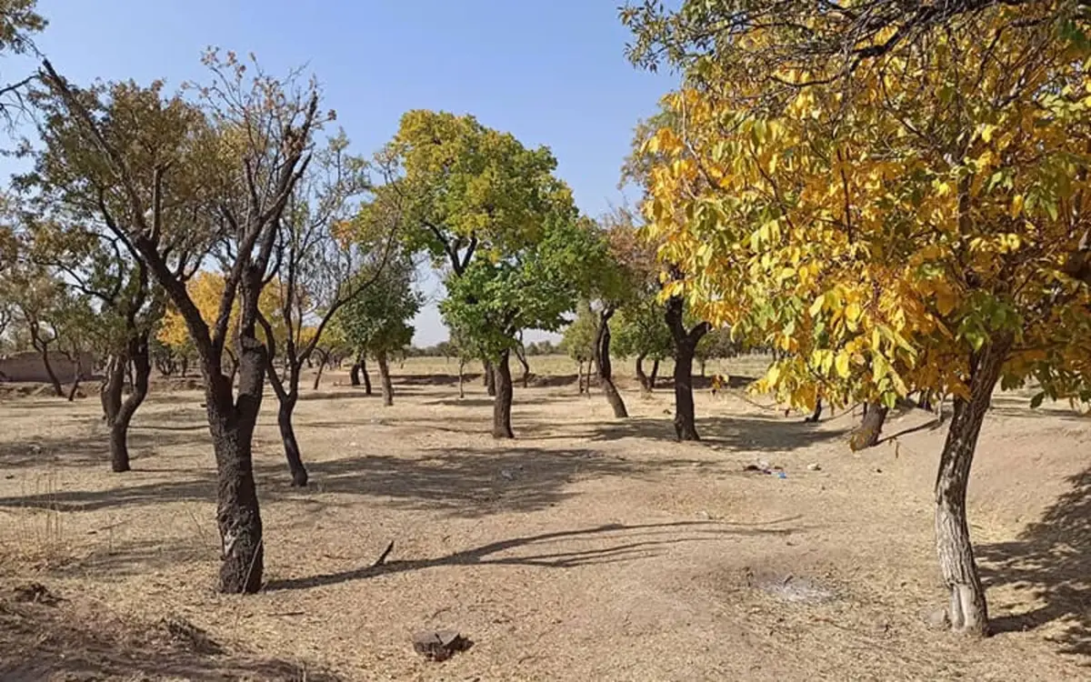 صدور شناسنامه باغات در استان قزوین شتاب گرفت
