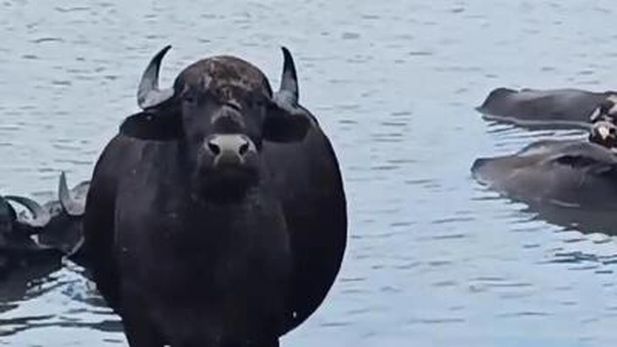 آغاز احداث ۱۰۰ دهانه استخر شنای گاومیش در خوزستان