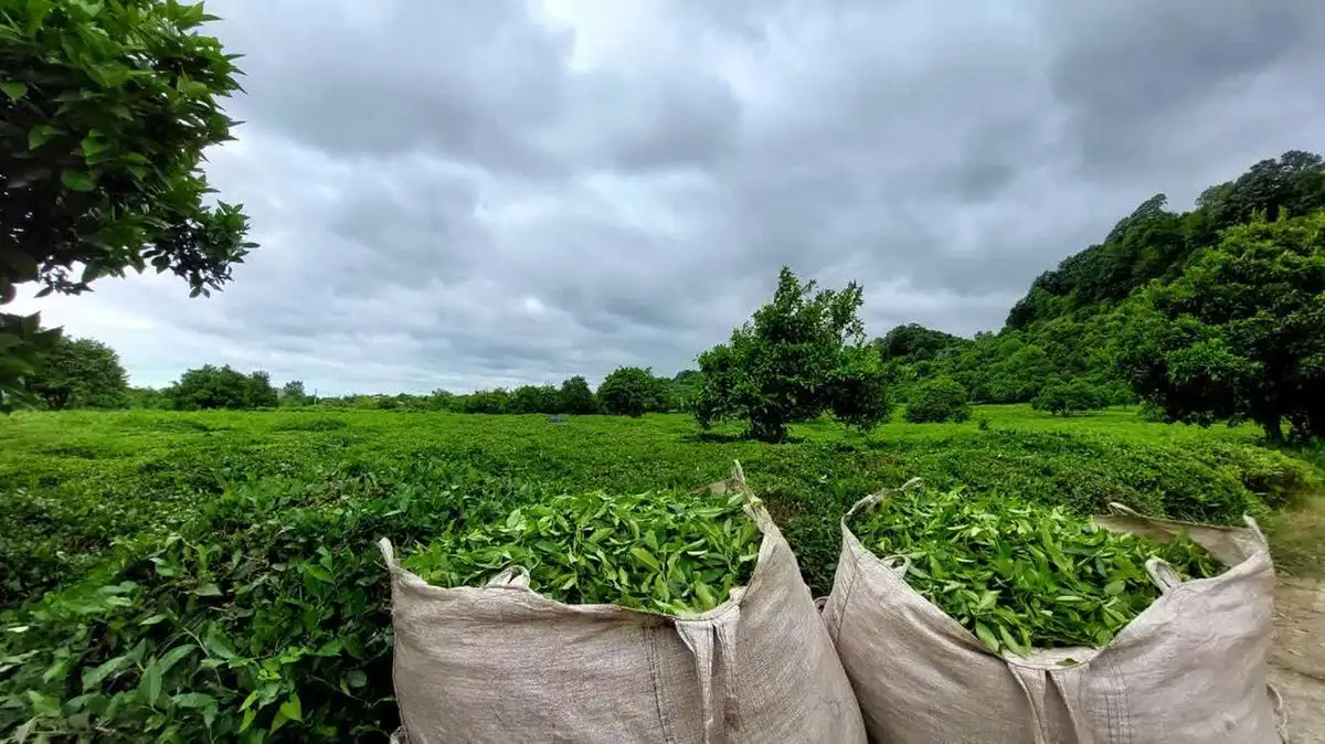پرداخت ۱۷۵ میلیارد تومان قدرالسهم دولت به چایکاران