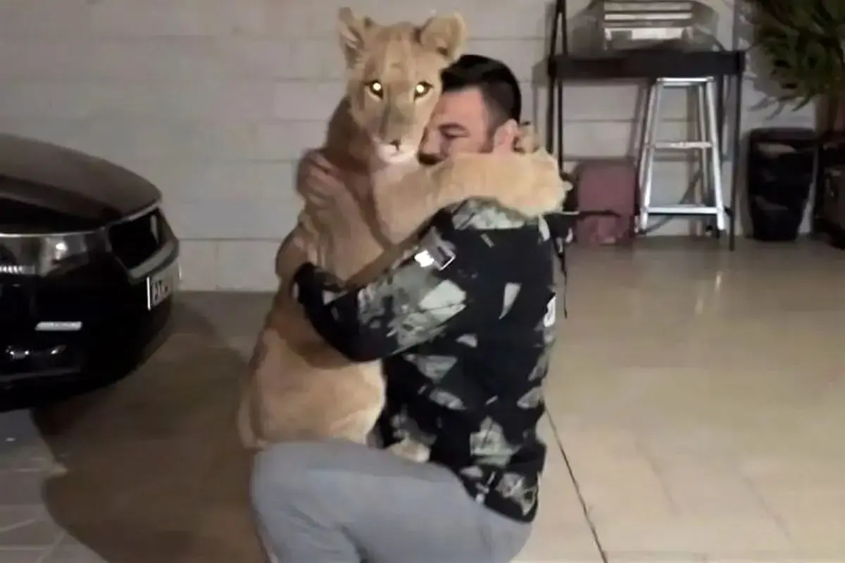 جزییات تلف شدن توله شیر امیر علی اکبری در باغ وحش ارم / محیط زیست از باغ وحش ارم شکایت کرد