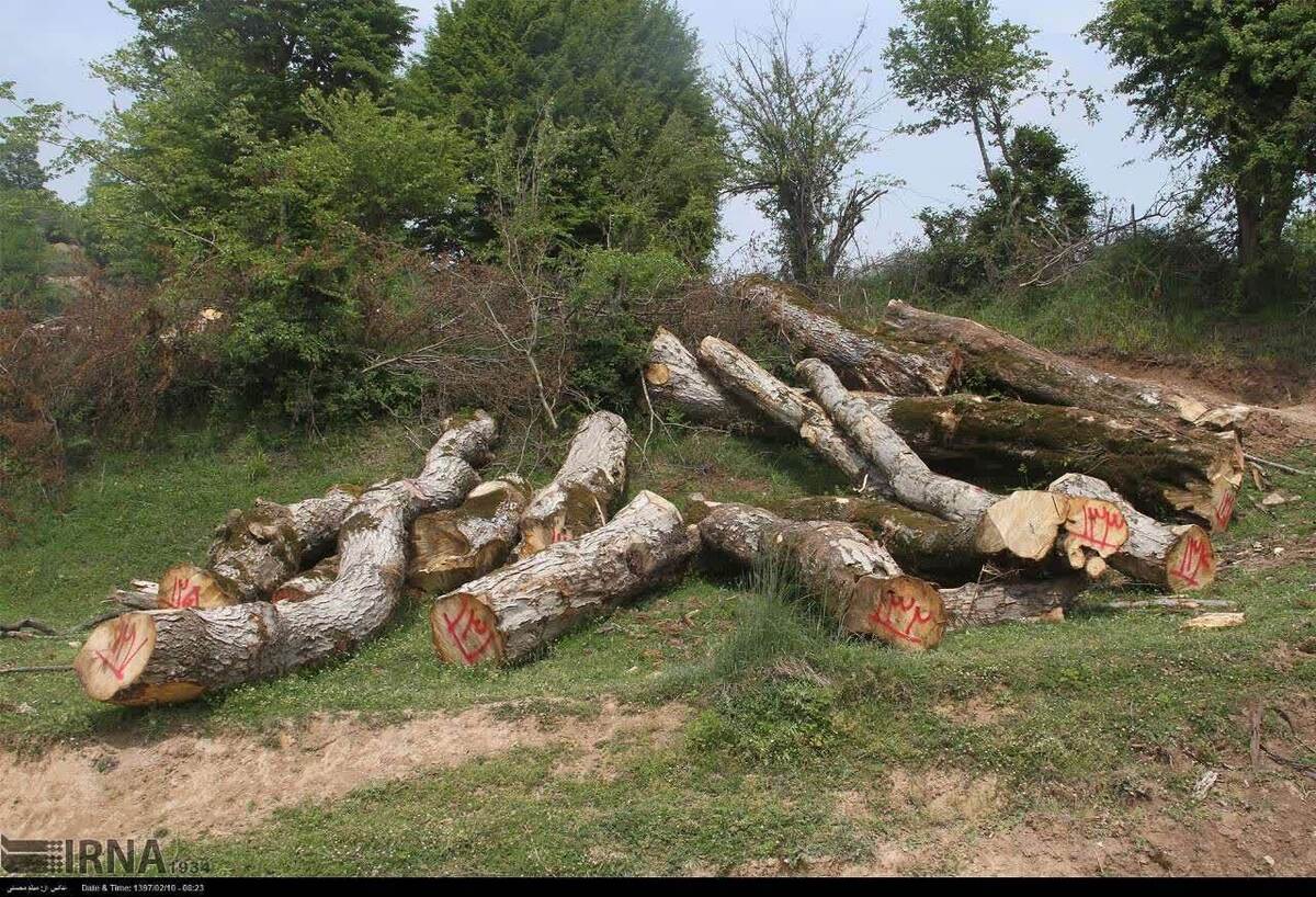 نماینده گرگان و آق قلا در خصوص تخریب جنگل ها هشدار داد