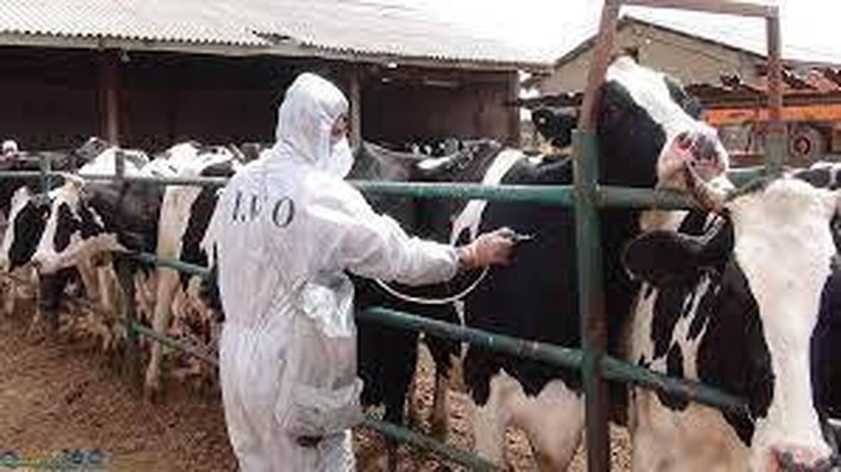 اجرای فاز اول طرح واکسیناسیون رایگان تب برفکی دام های خوزستان