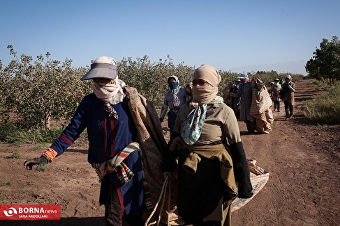 باغ پسته بینالود نیشابور