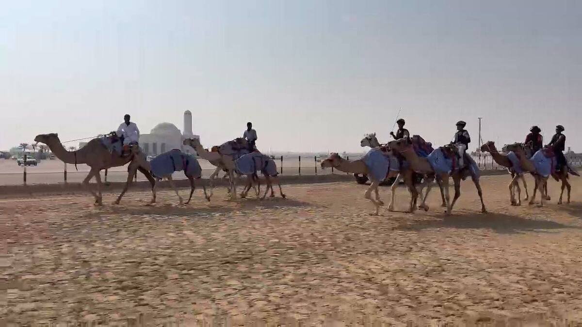 برگزاری اولین تمرین تیم ملی شترسواری در ابوظبی