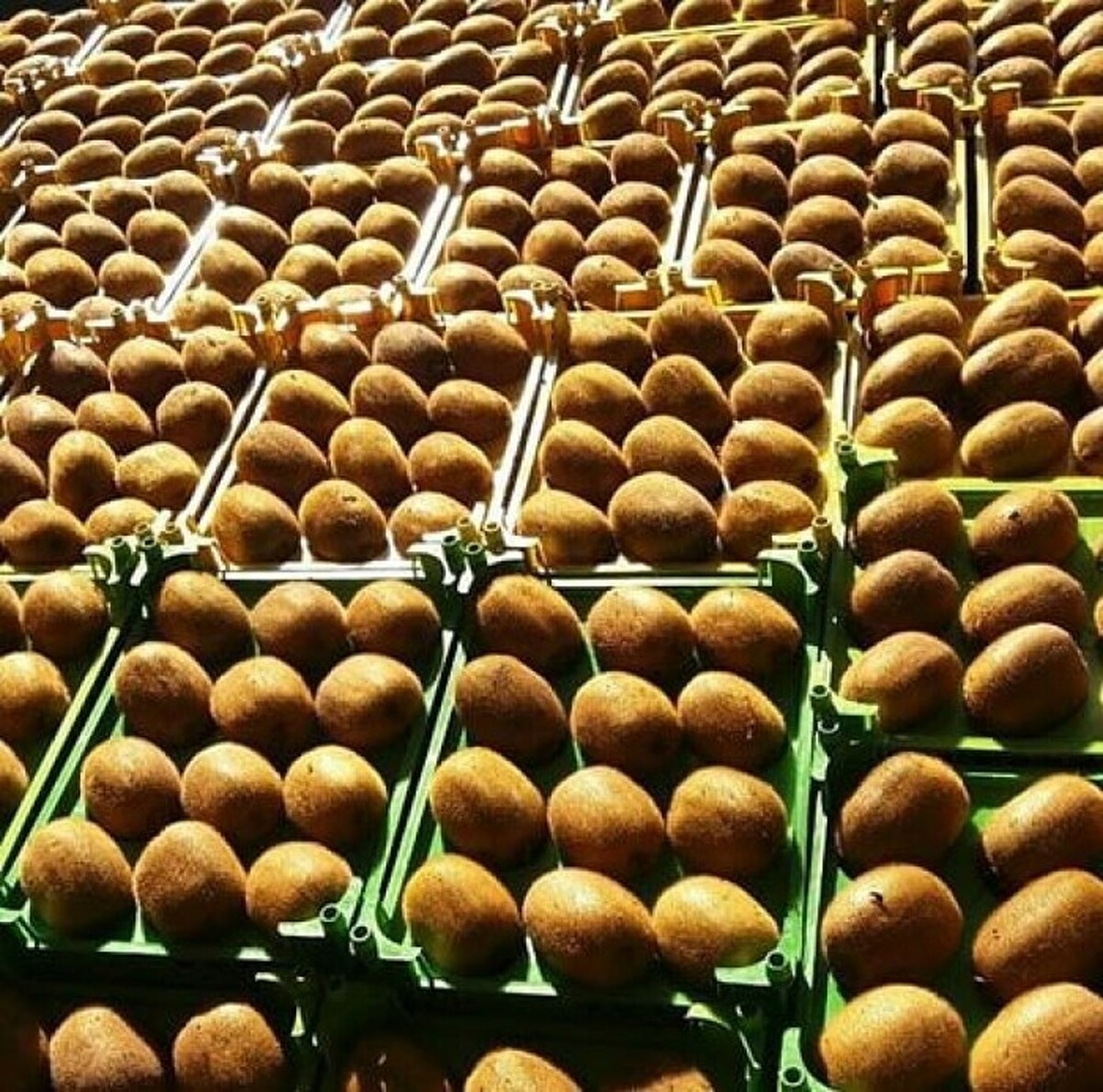 صادرات ۲ هزار و ۷۵۱ تن کیوی از مرز آستارا به کشورهای عضو اوراسیا