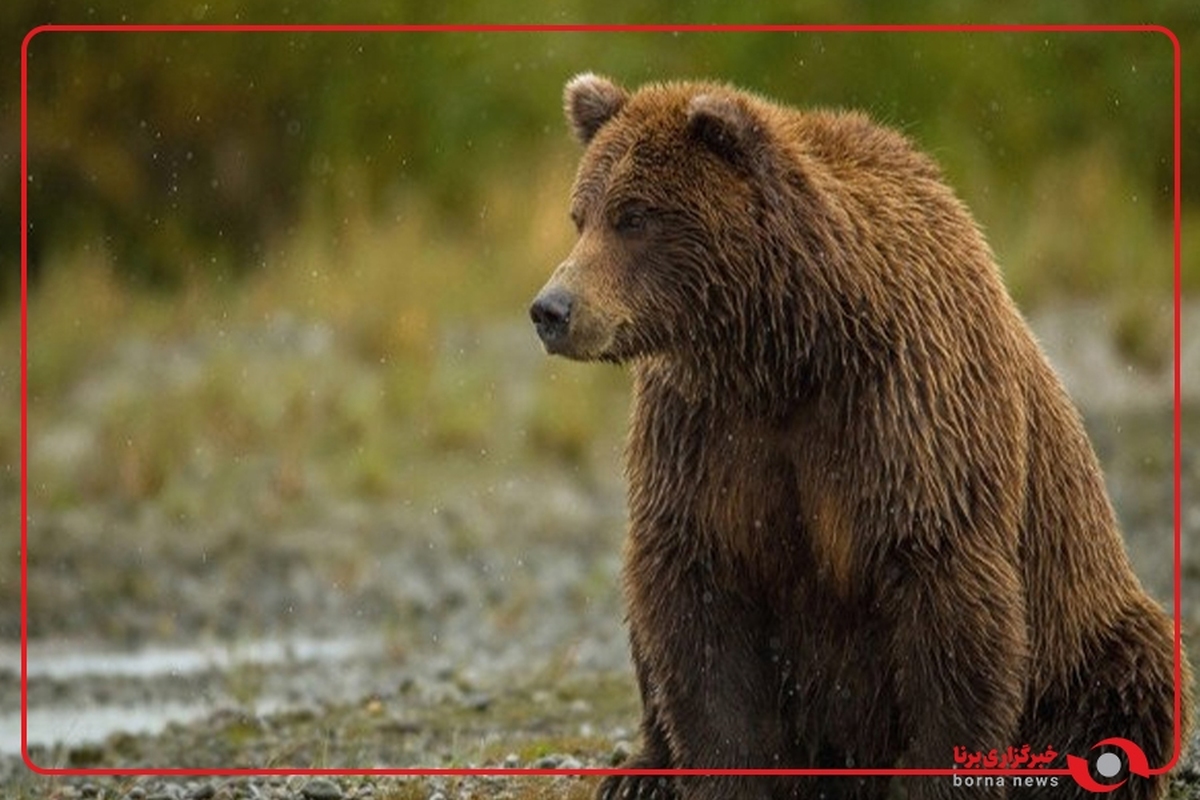 مشاهده خرس قهوه‌ای در فیروزکوه