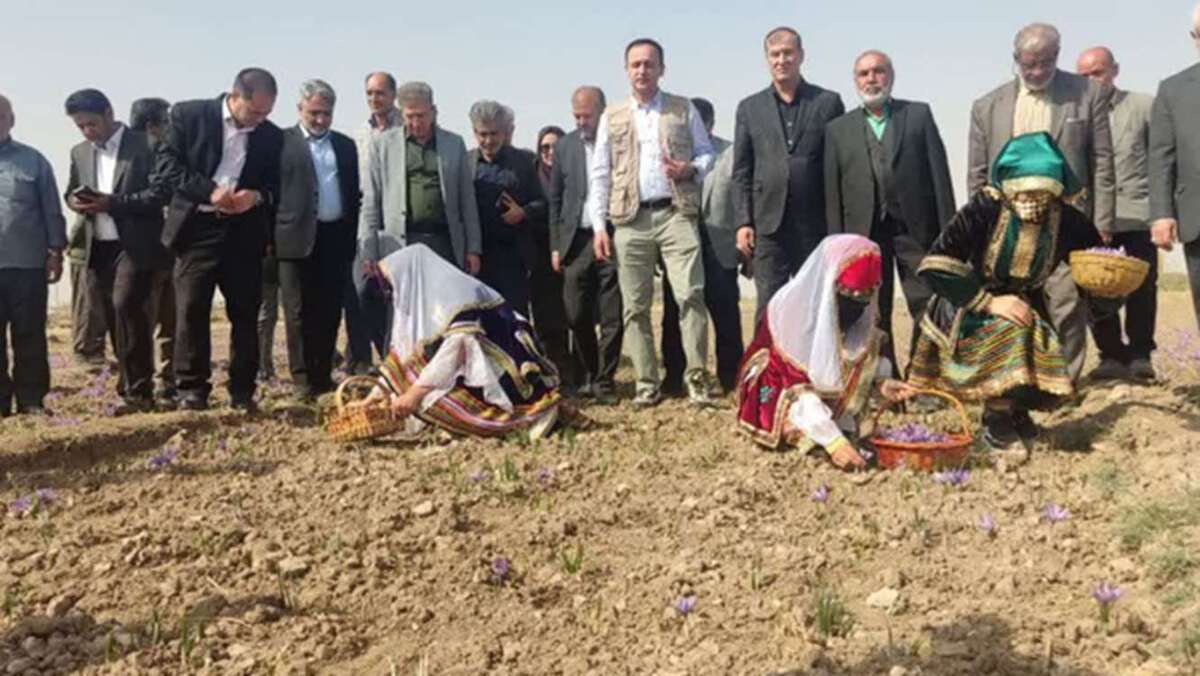 ساخت پالایشگاه‌های زعفران در استان‌های زعفران‌خیز کشور