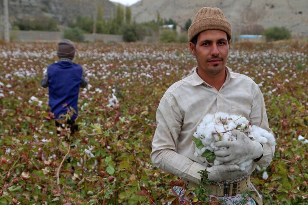 طلای سفید در سرزمین سبز/ تلاش گلستان برای احیای صنعت پنبه